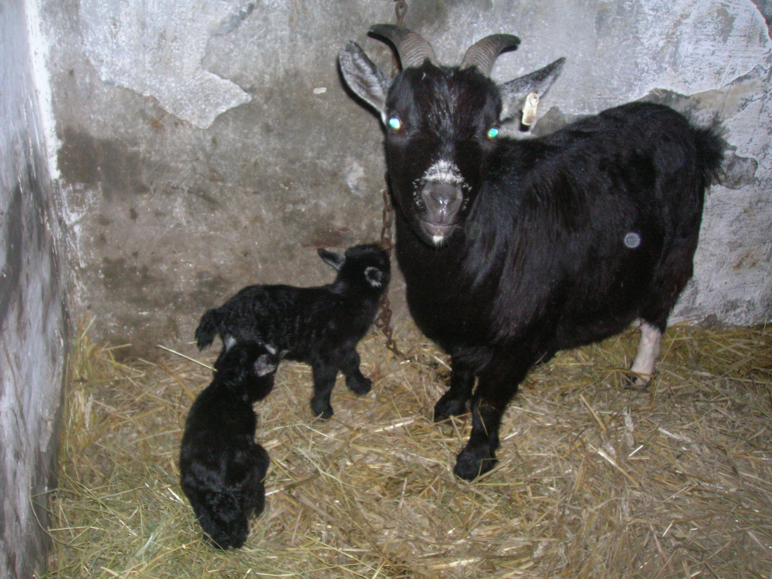 Zimní kozí porody zvládla Nasťa s dvojčaty...